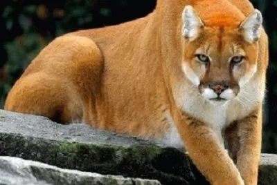 puma