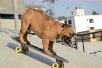PERRO PATINADOR
