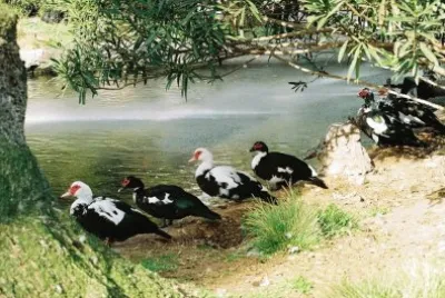 patos