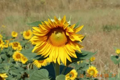 girasole
