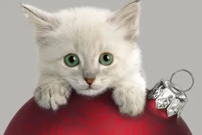 Animales-Gatito.jpg