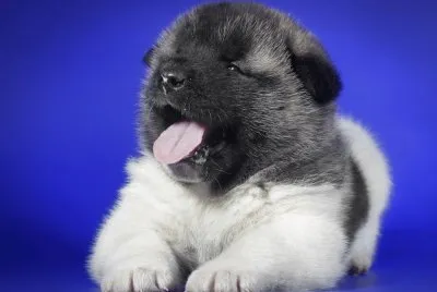 Cachorro-Bostezar.jpg