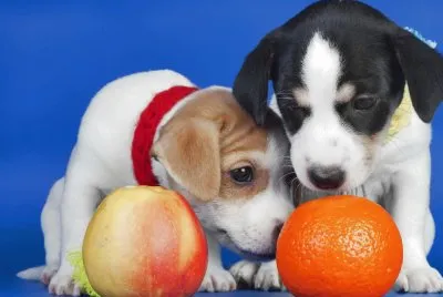 Cachorros-naranja-manzana.jpg