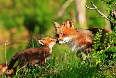 mom#247