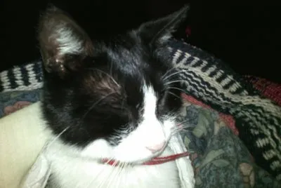 Lovecat 333