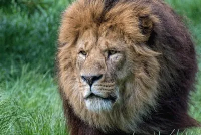lion