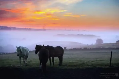 sunrise horse mist jigsaw puzzle
