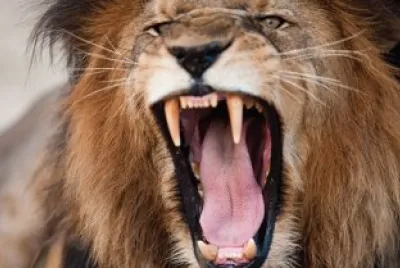 Lion jigsaw puzzle