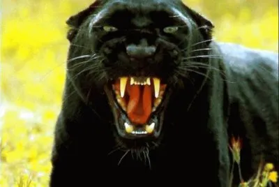 Black Panthera jigsaw puzzle