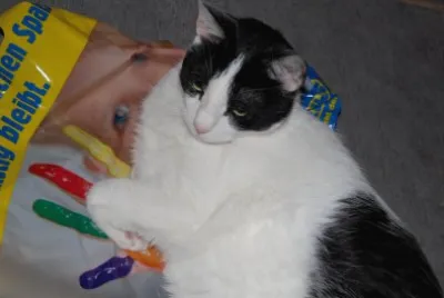 Mein Kater Teddy