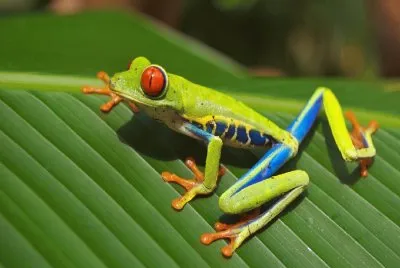 Rana-  Anfibios, Naturaleza.