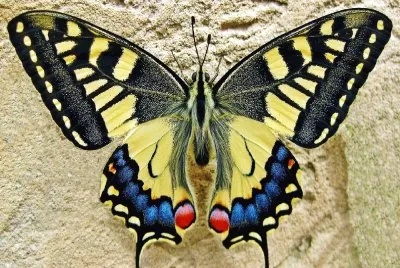 Mariposa-Naturaleza.