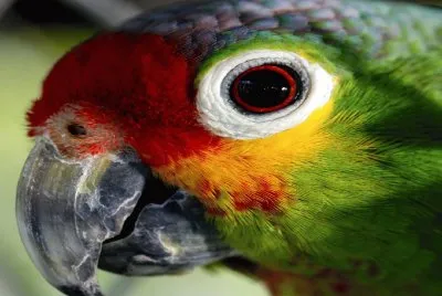 Loro- Ave,  Animales.