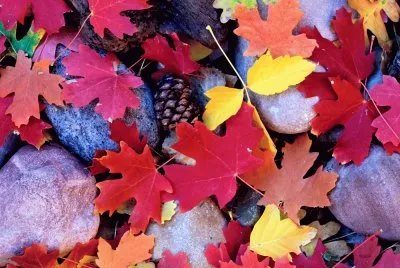 Fotografico-Naturaleza,Hojas