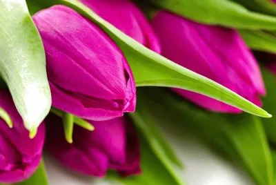 Naturaleza-TulipÃ¡nes.