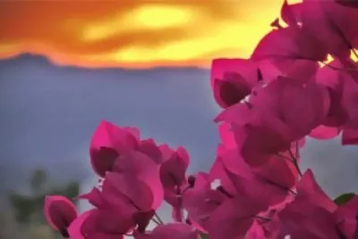 Flores de Santa Rita