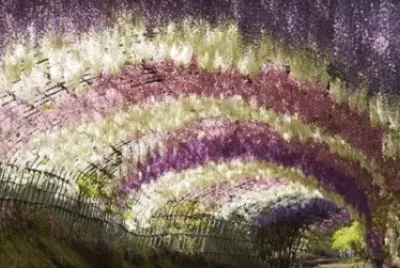 Wisteria Flower Tunnel