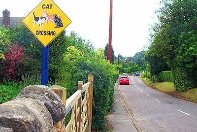 Cat Crossing in Stanton-by-Dale jigsaw puzzle
