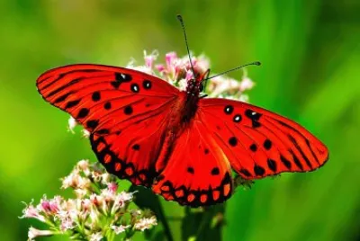 Mariposa