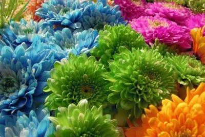 Flores de Colores