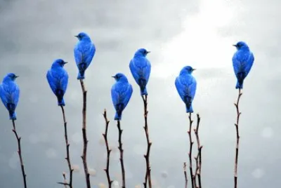 PÃ¡jaros Azules