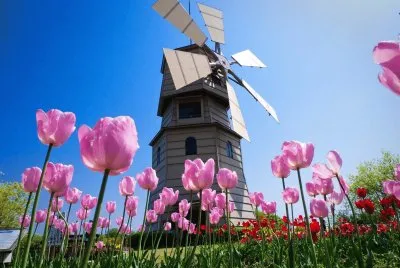 Tulipanes jigsaw puzzle