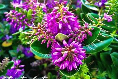 Beautiful Flowers-Cornwall, UK