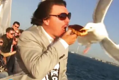GAVIOTA PICARA