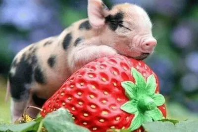 imagens