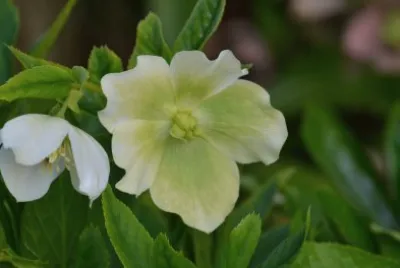 images jigsaw puzzle