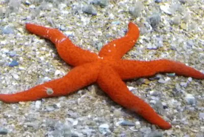 estrella de mar