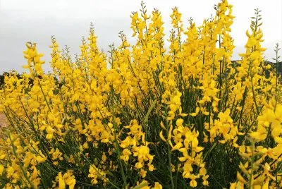 primavera jigsaw puzzle