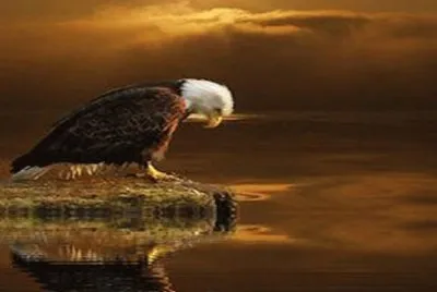 eagel
