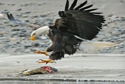 eagel
