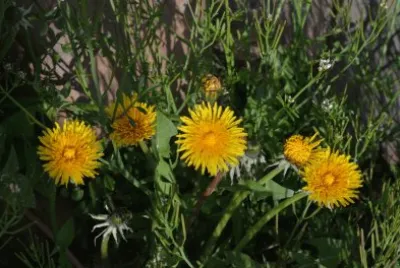 images jigsaw puzzle