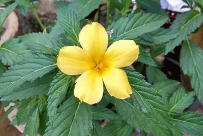 beautiful flower jigsaw puzzle