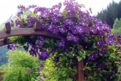 todo paisaje jigsaw puzzle