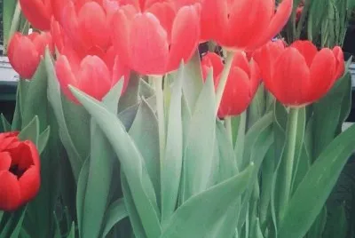 imagens jigsaw puzzle