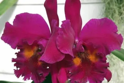 imagens jigsaw puzzle