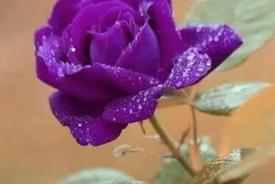 imagens jigsaw puzzle