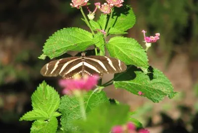 Primavera en Chipinque jigsaw puzzle