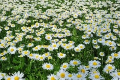 Margaridas 2 jigsaw puzzle