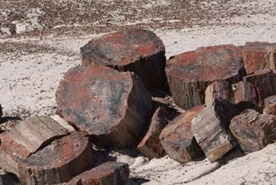 Petrified Forest