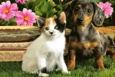 Gatito y perrito en el jardÃ­n