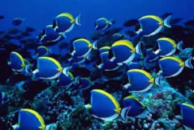 Peces azules