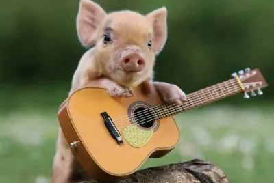 Animales-Cerdito,Pop.
