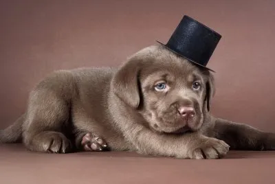Cachorro-labrador-Sombrero.