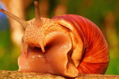 Caracol-Antenas-CaparazÃ³n.