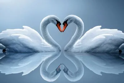 Cisnes-corazÃ³n-Reflejo.