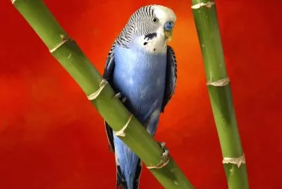 Colorido-Periquito.